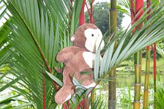 Singapore 05 01 Singapore Botanic Gardens Bamboo